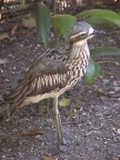 Bush Stone Curlew.JPG (79 KB)
